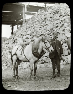 Boy with pit pony, somewhere in Victoria 1906 - 1904. Photo by Arthur Fox, gift of Mrs. Joy Webster courtesy of the State Library of Victoria